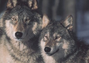 lobos