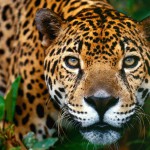 jaguar-brasilia1