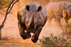Rinoceronte-al-galope